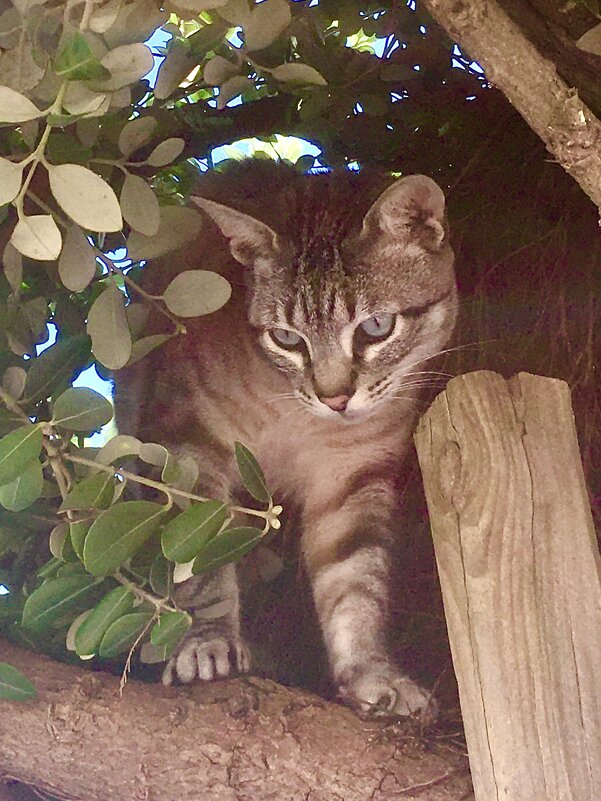 В засаде - А  И М