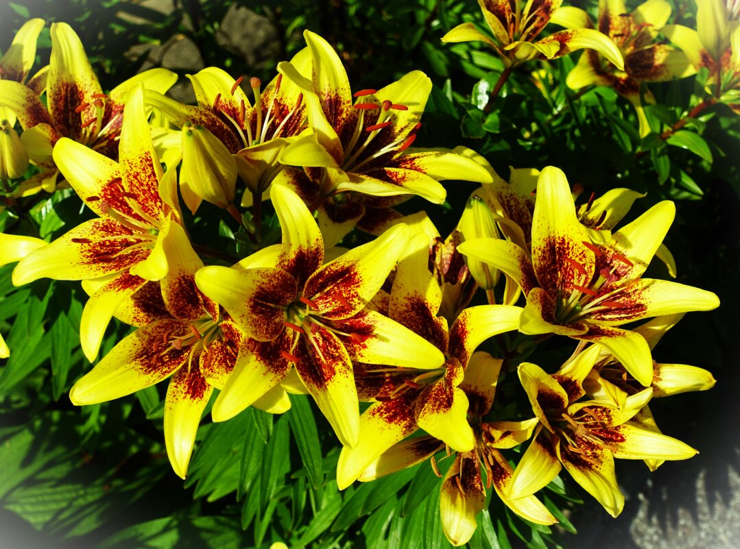 Лилии Голден Стоун - Aida10 Лилии Голден Стоун - Aida10