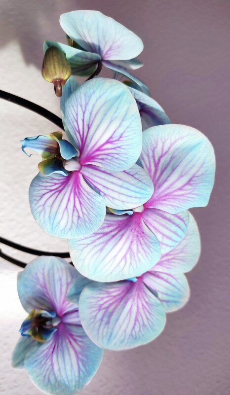 Орхидея. Wonder Blue - Елена Галата