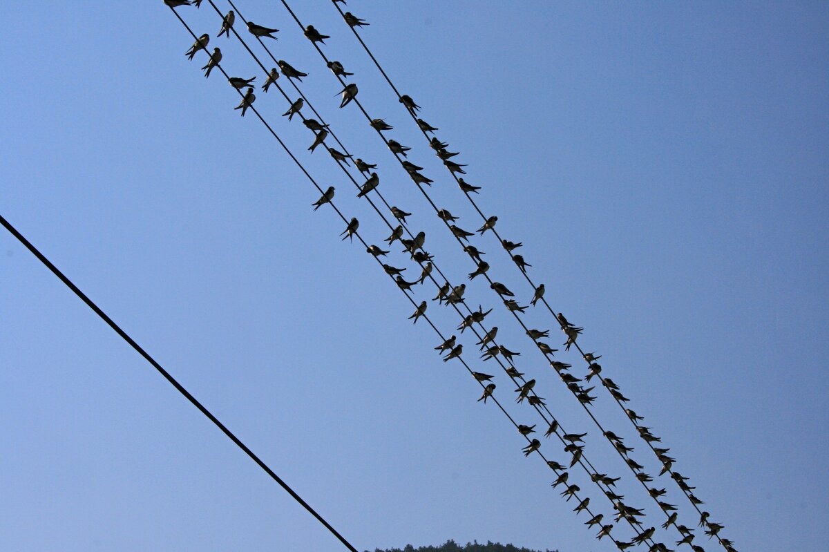 Ласточки на проводах - Аркадий Басович
