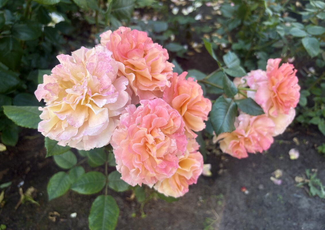 Розы - Наталия Павлова