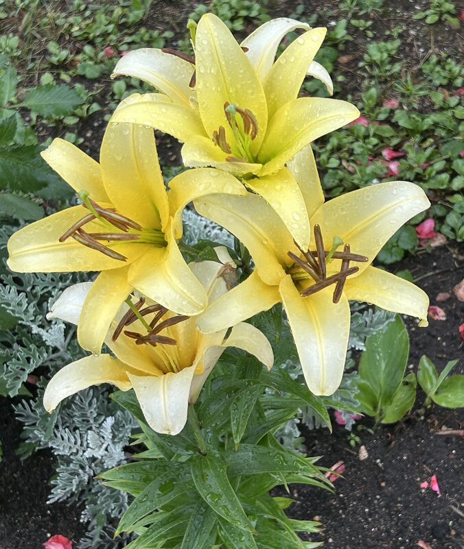 Лилии - Oleg4618 Шутченко