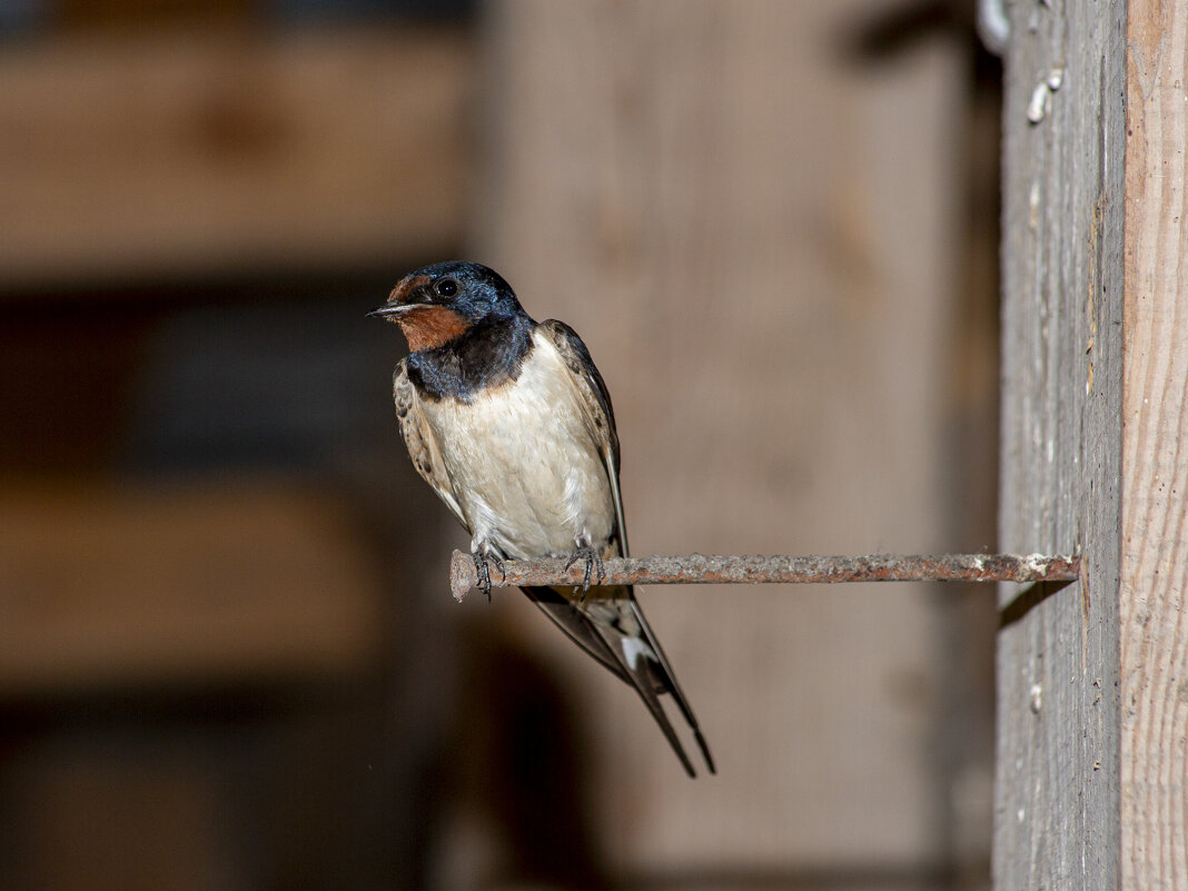 Ласточка Деревенская - Barguzin_45 Иваныч