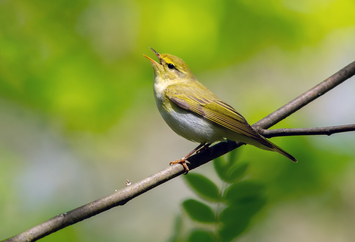 запевала - Виталий Емельянов