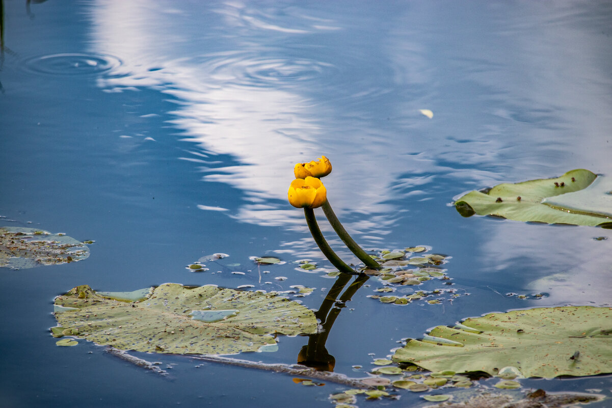 На природе - Sergei Vikulov