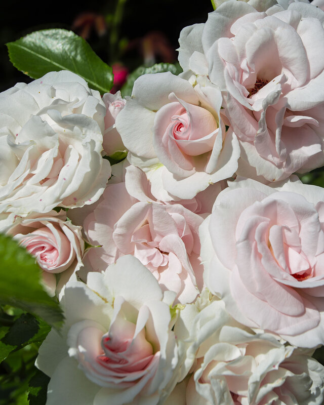 Розы - Александр Александр