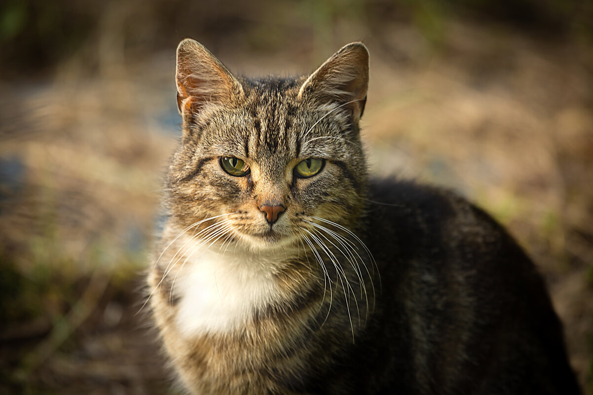 Котейка - Виктор Седов