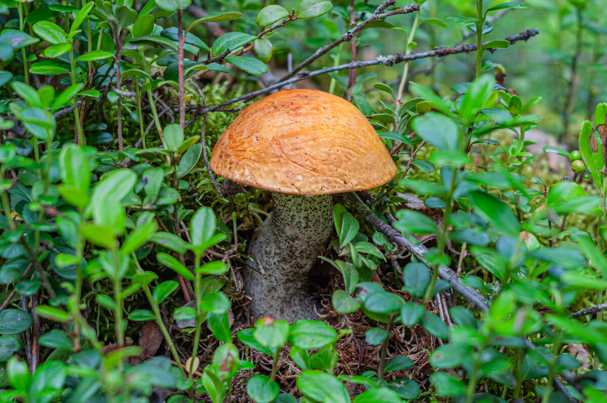 Находки в глухом лесу - Александр Филатов