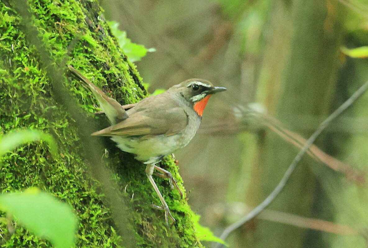 Под зелёным пологом леса... - Владилен Панченко