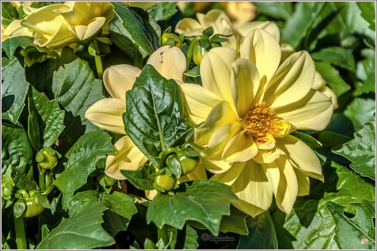 Георгин - Aquarius - Сергей