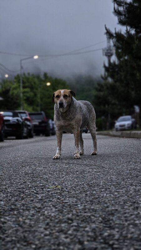 Пес датый - Вадим 