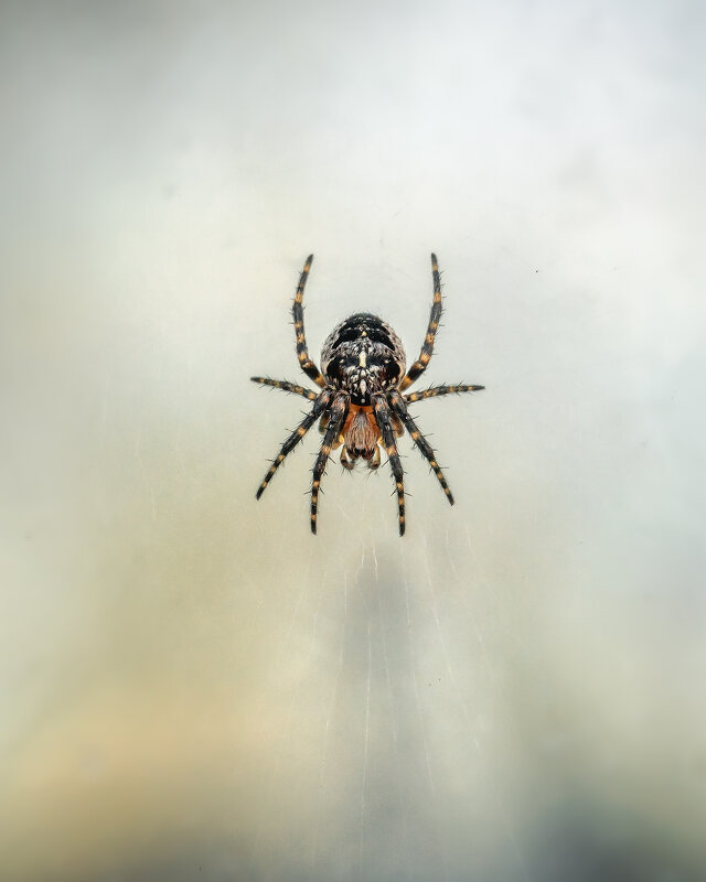 Арахнофобия - Владимир Колесников