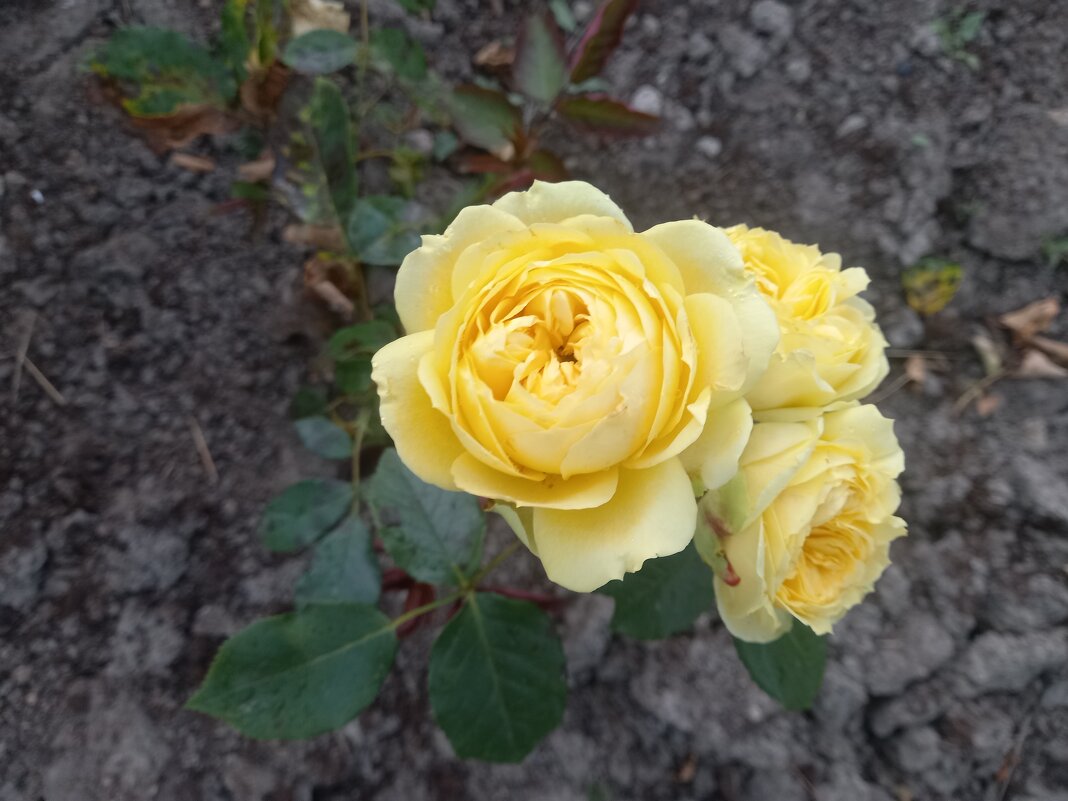 Розы - Сапсан 