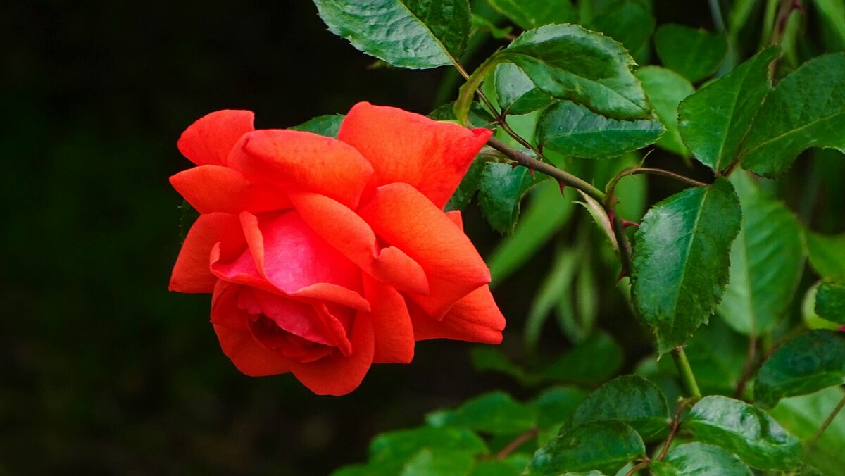 О красоте цветов. - Милешкин Владимир Алексеевич 