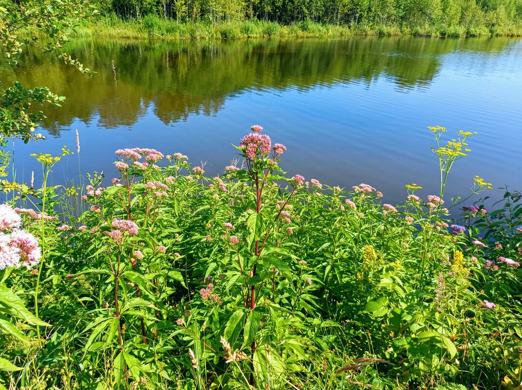 На берегу лесного озера - Veera V