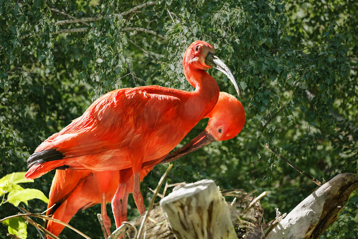 Ибис алый - SanSan 