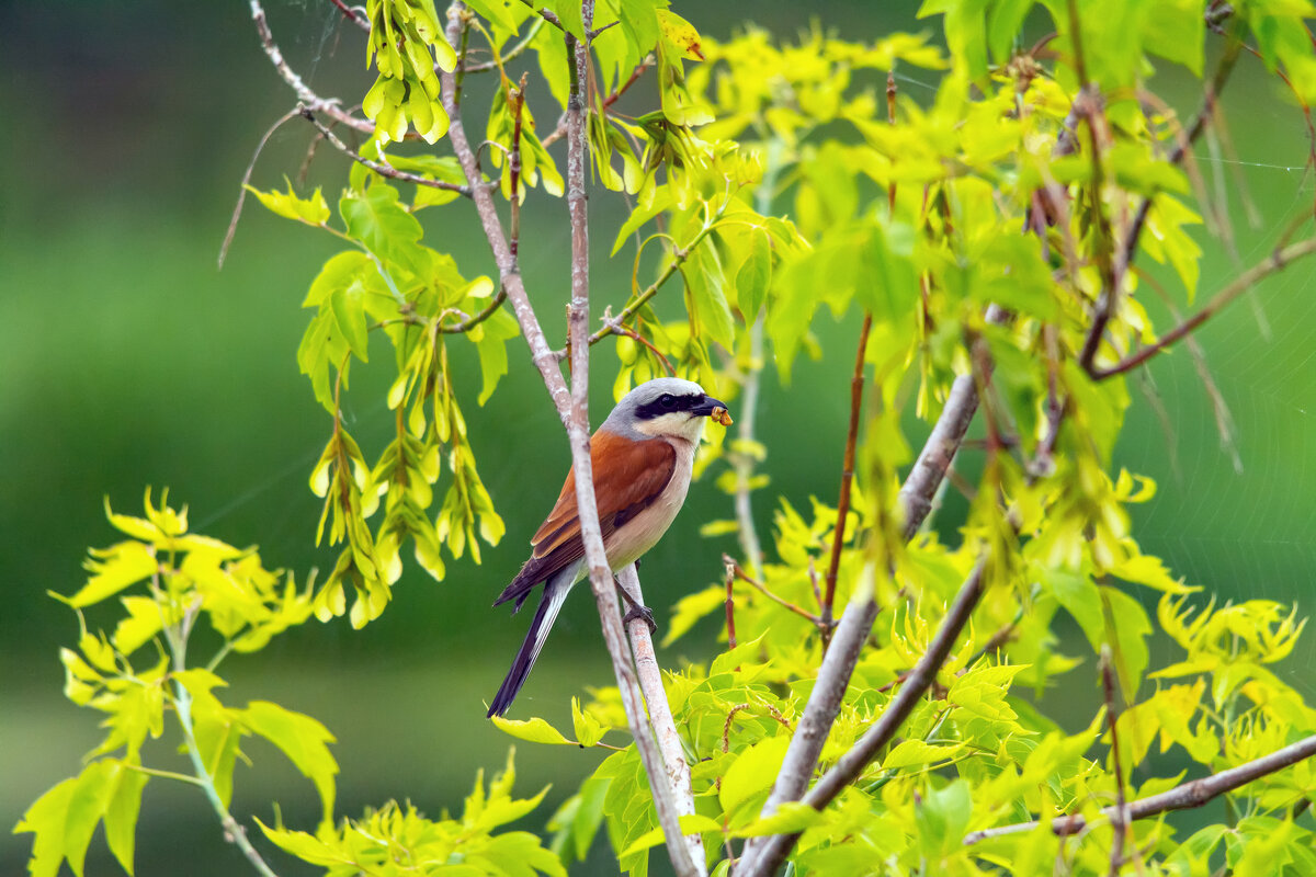 выжидает - Виталий Емельянов