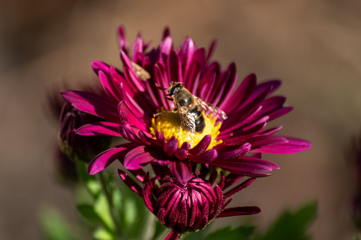 Хризантема - Игорь Сикорский