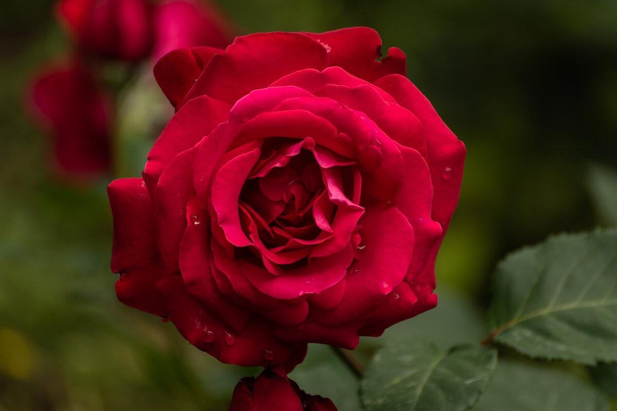 Роза - Игорь Сикорский