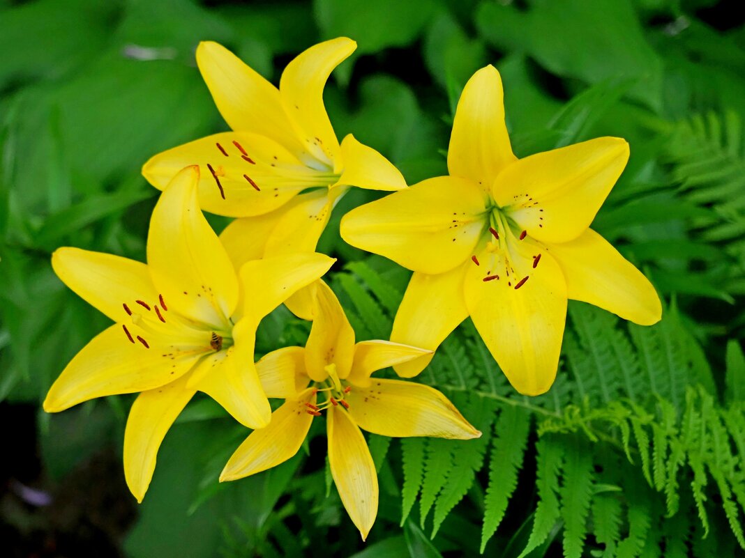 Жёлтый лилейник - photo Bo