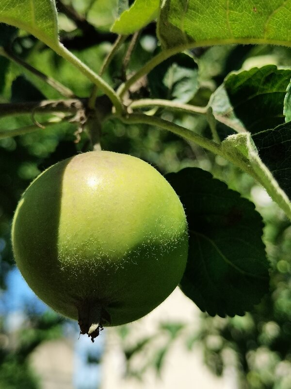 Поцелуй солнца - Любимова Ольга 