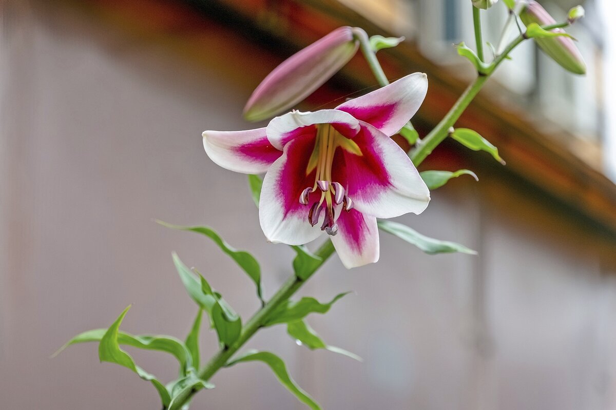 Лилия Фризо - Валерий Иванович Лилия Фризо - Валерий Иванович