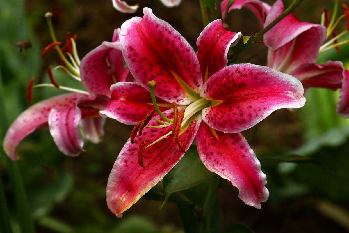 Доброе утро - Юрий. Шмаков