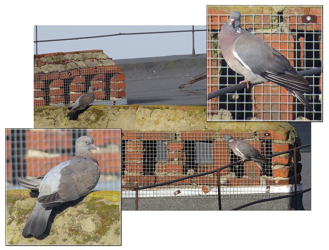 На отдыхе - Сеня Белгородский