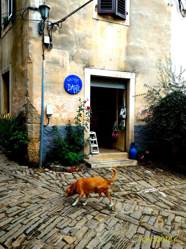 Собачка - Натали 