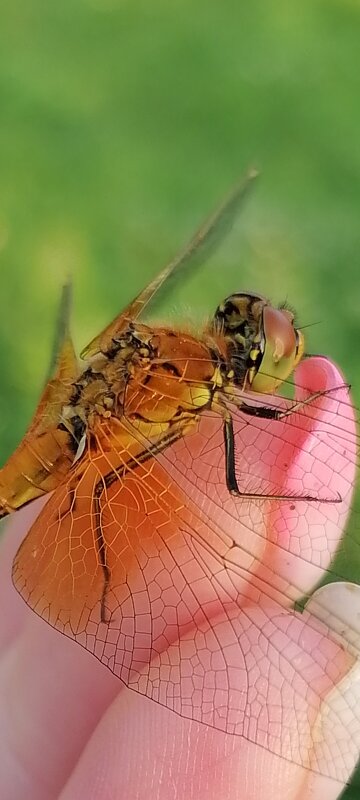 Стрекоза - Olga Os