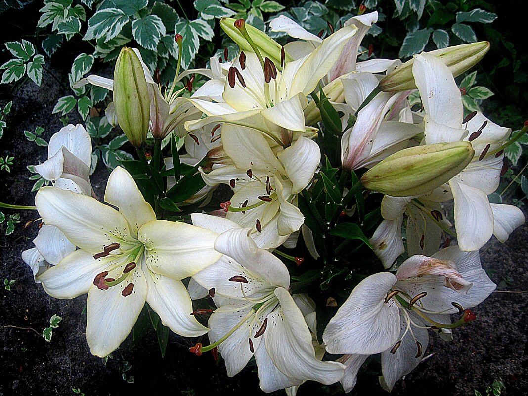 Лилии - Елена Семигина