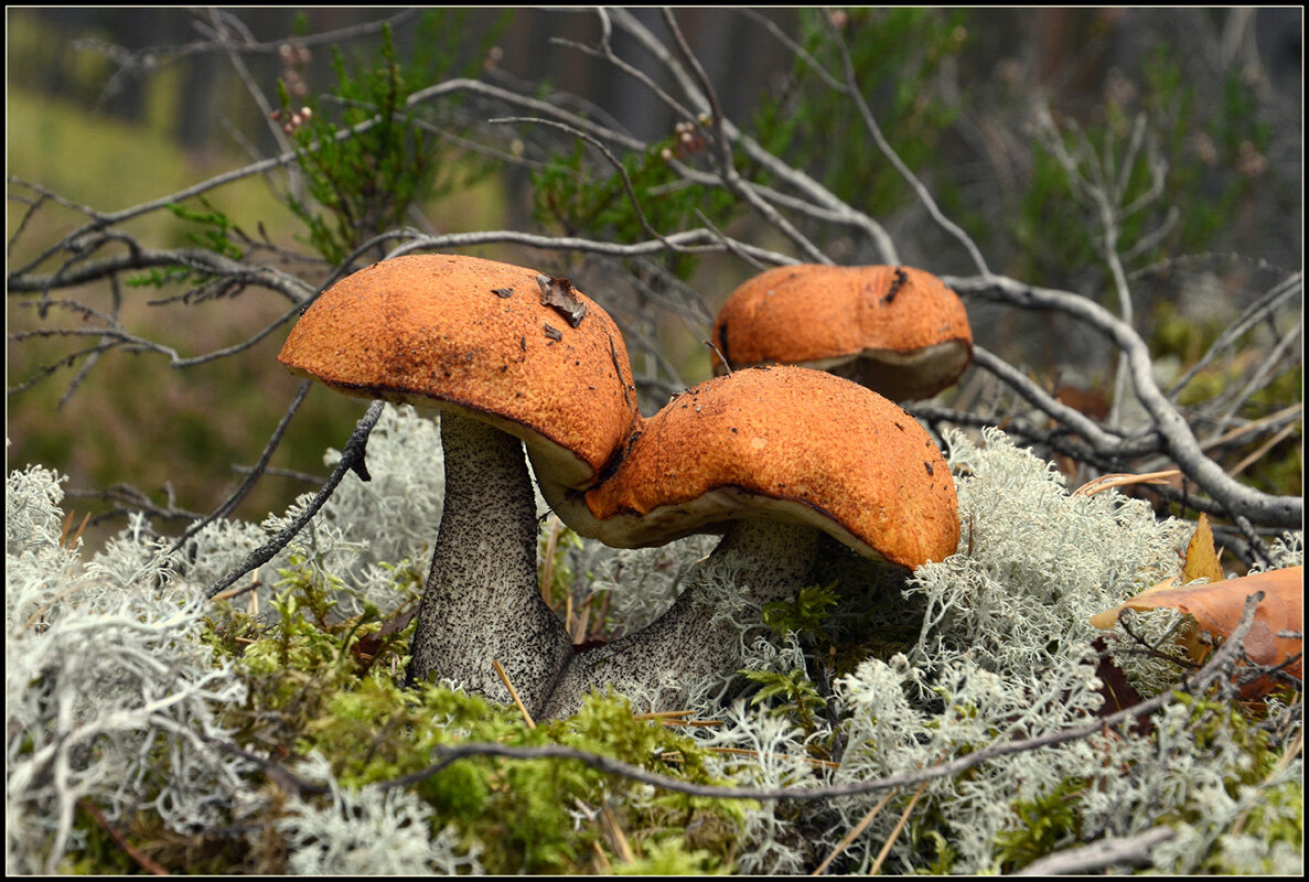 Семейка Подосиновиков... - Aleksandr Gal Семейка Подосиновиков... - Aleksandr Gal