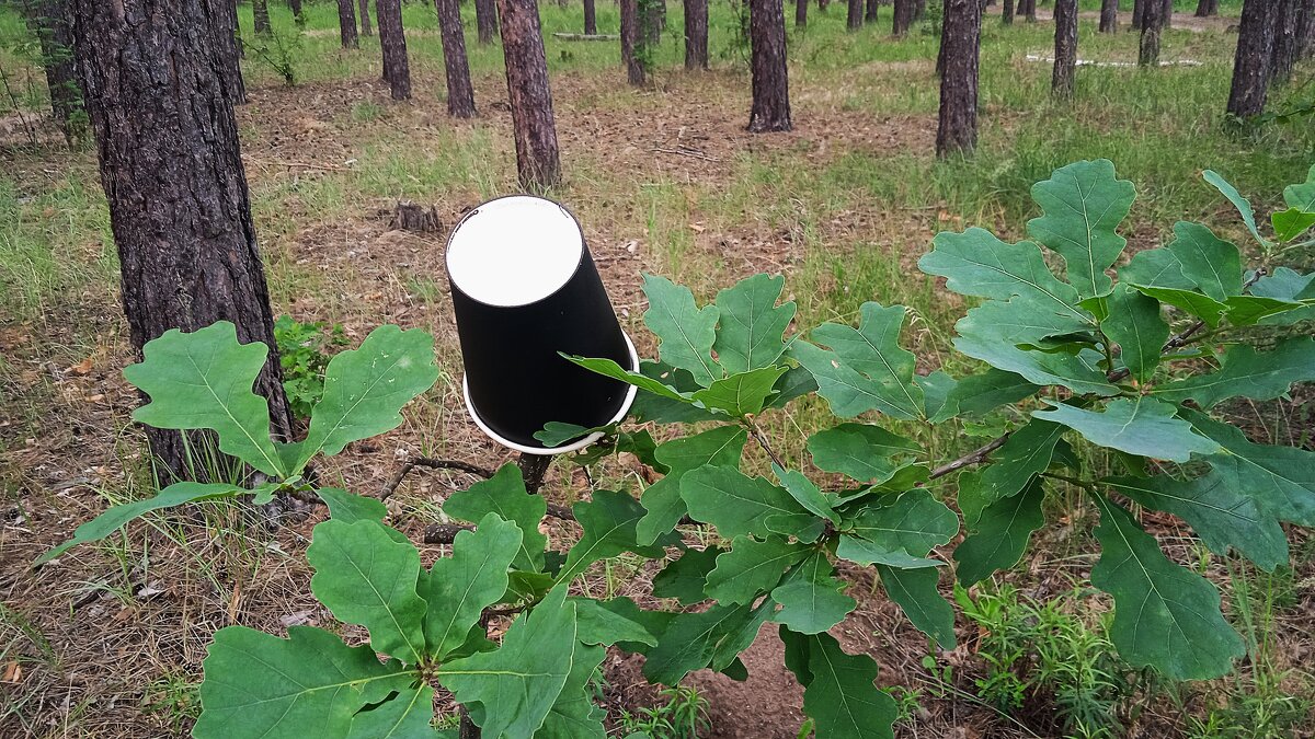 про воспитание.... - Елена Шаламова