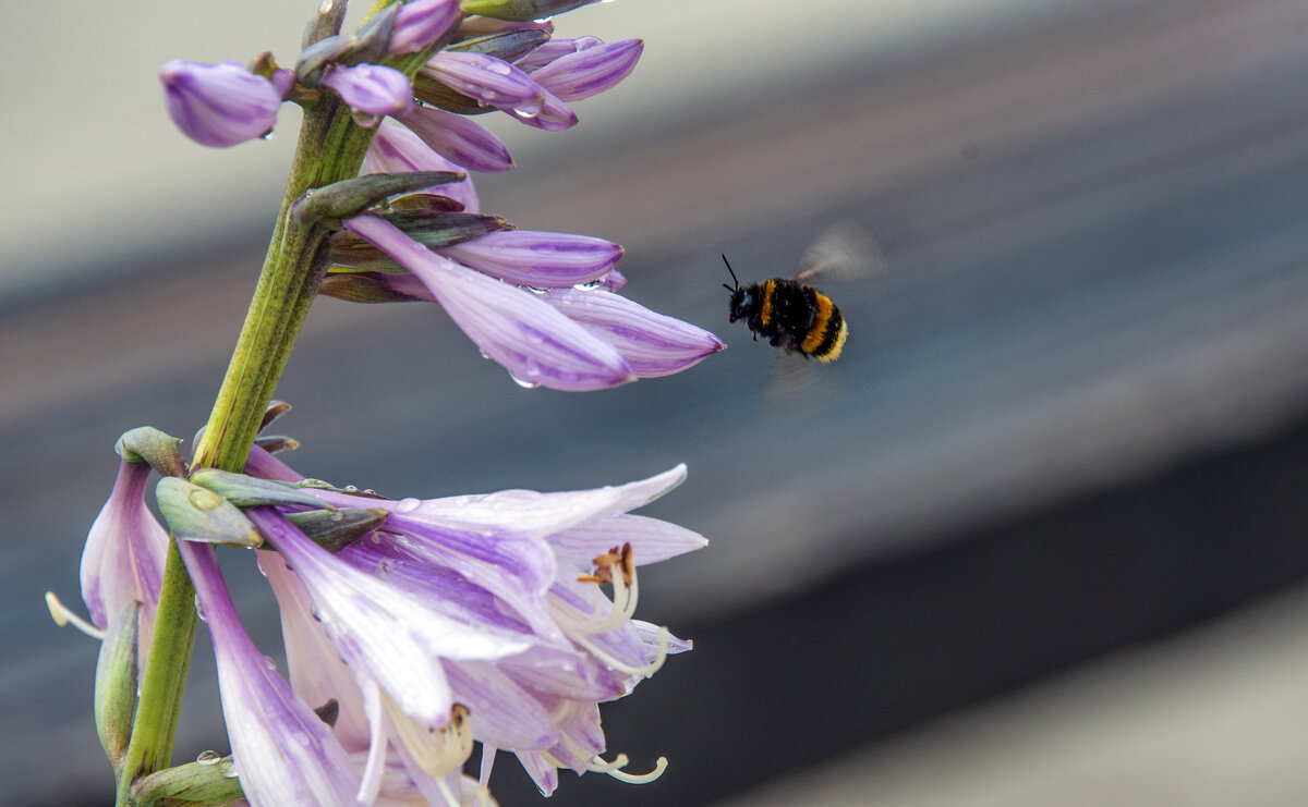 *** - Владимир Безбородов