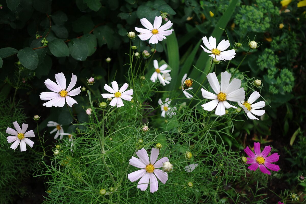 Космея - Рита Симонова Космея - Рита Симонова