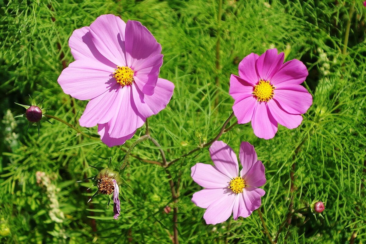 Космея - Рита Симонова