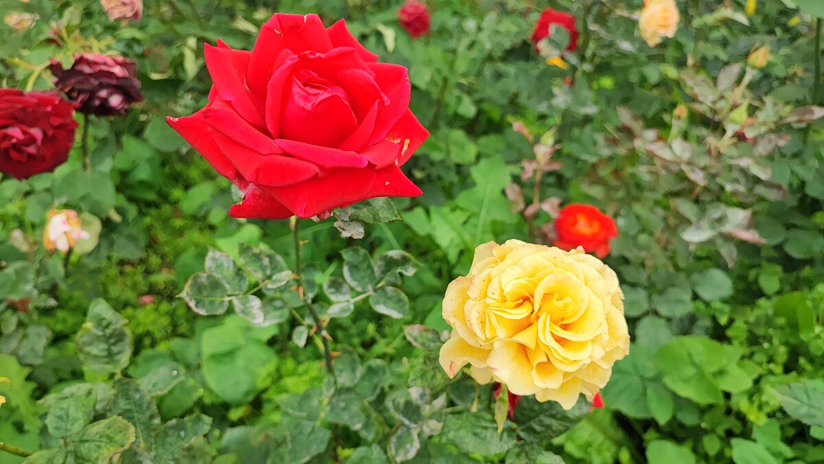 ,,, - Сергей Тимоновский