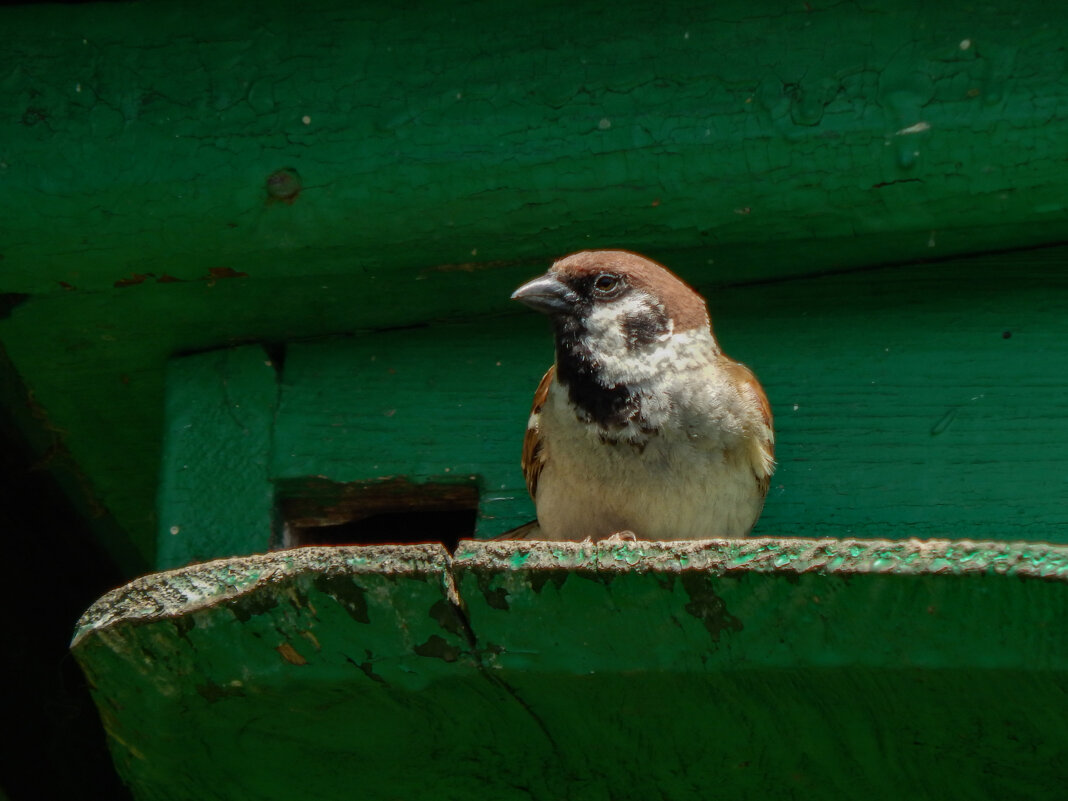 Эта " однушка" занята - Александр Ковальчук