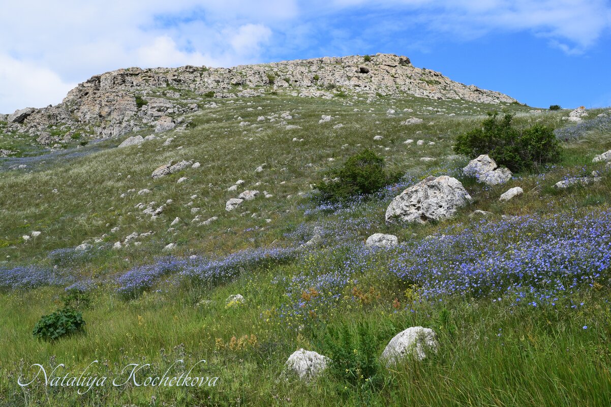 Природа Крыма - Amazing Cosmea
