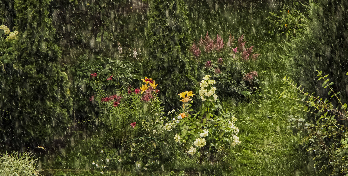 Летний дождь. - Петр Беляков