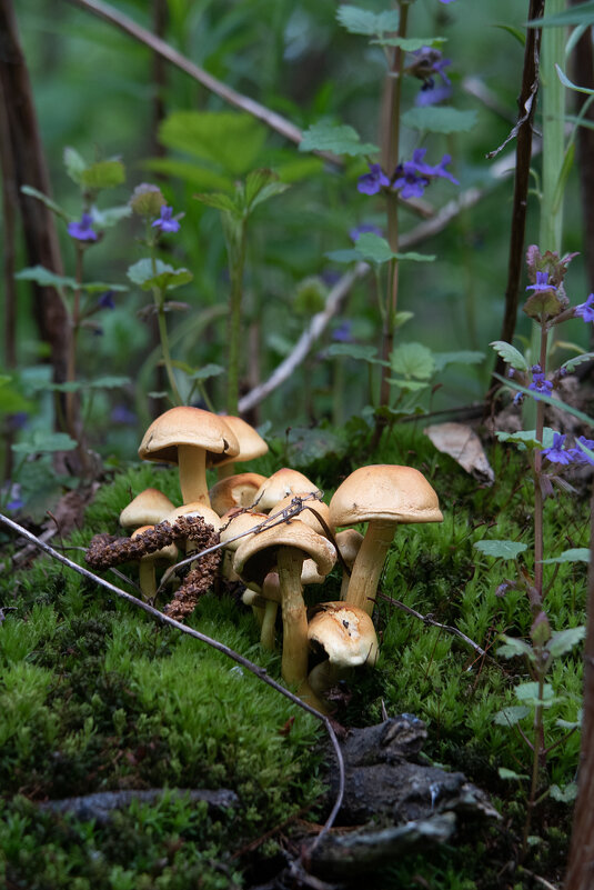Семейка - Олег Грибенников