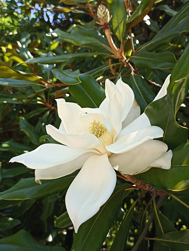 В краю магнолий... - Pippa 