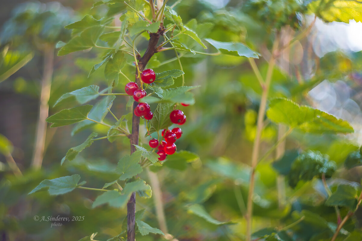 Ягоды смородины на кусте - Александр Синдерёв