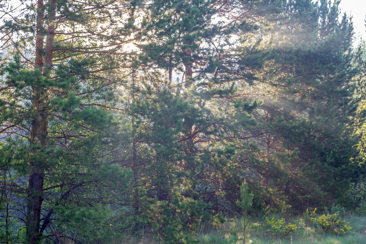 Солнечное утро в лесу. - Алексей Трухин