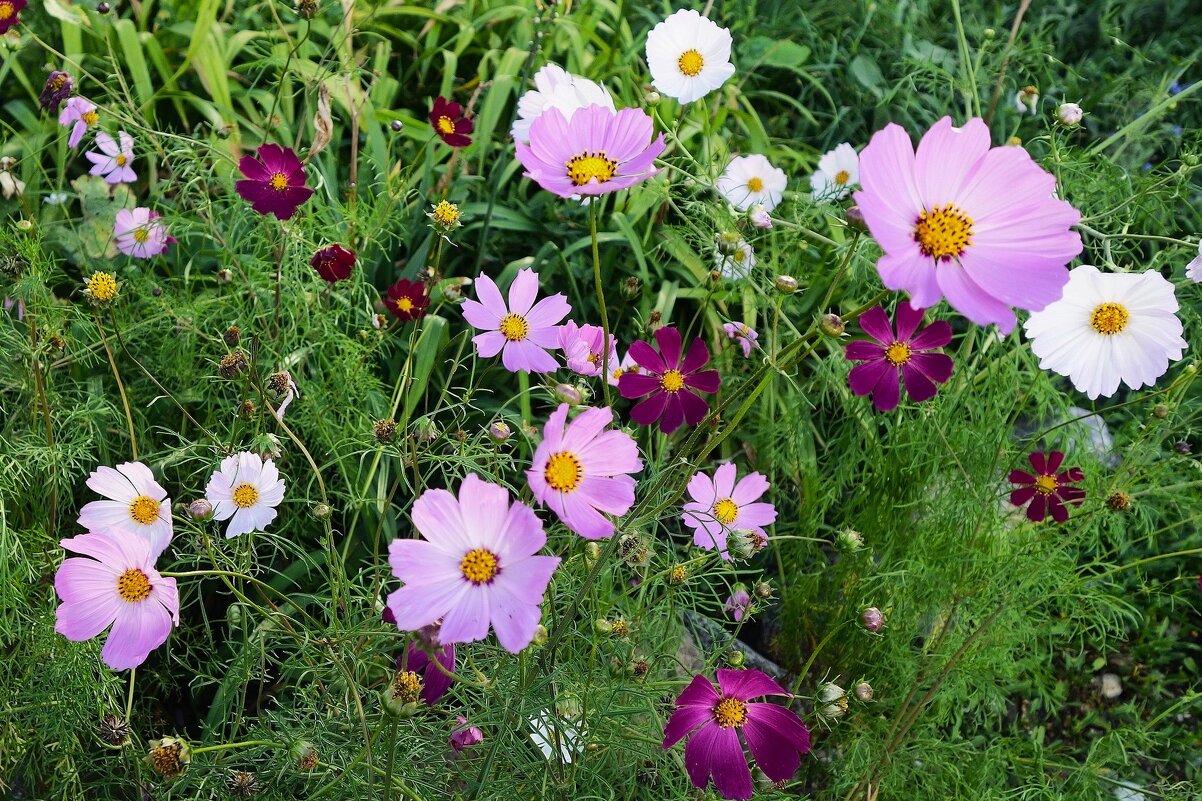 Космея - Рита Симонова Космея - Рита Симонова