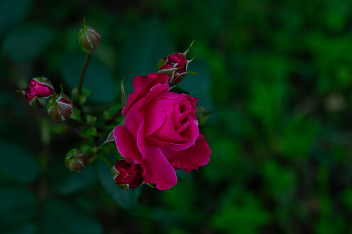 Роза - Ольга Святенко