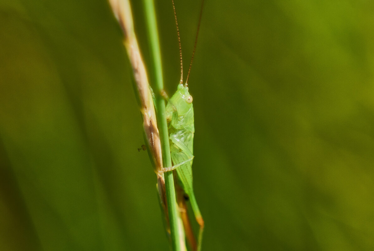 Зелённый кузнечик - Александр Леонов