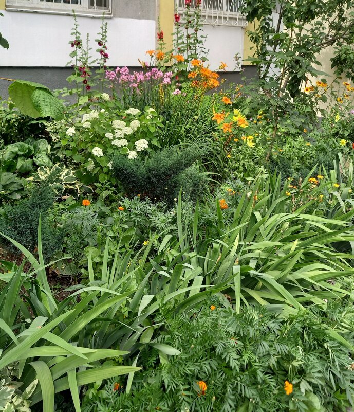 Цветы у дома - Oleg4618 Шутченко