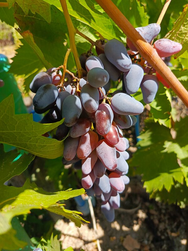 Кисть винограда - Татьяна Пальчикова