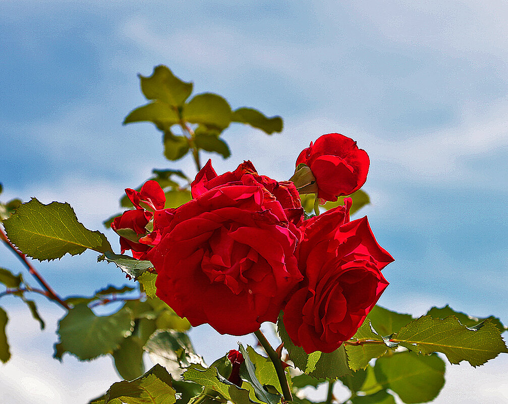 Розы в небесах - Светлана 